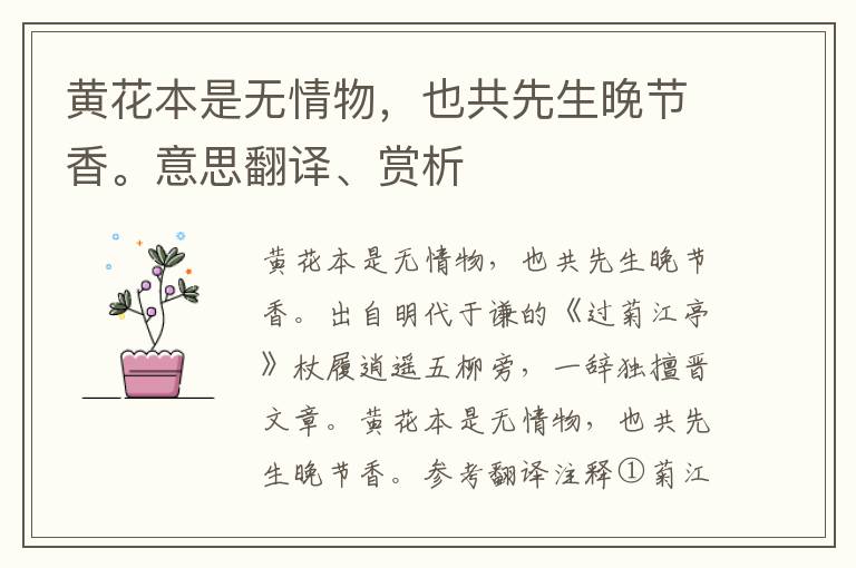 黃花本是無情物，也共先生晚節香。意思翻譯、賞析